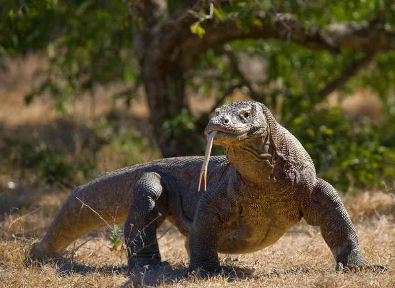 komodo dragon - reptiles with detailed facts including diet, lifespan, weight and habitat information